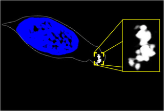 Illustration for article titled Scientists use trout to unlock the secrets of magnetic cells